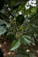 Image of Rhamnus glandulosa Ait.