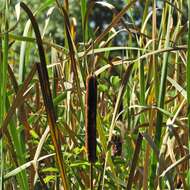 Image de Typha glauca Godr.