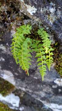 Image of Woodsia shensiensis Ching