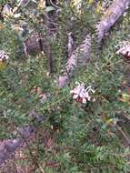 Image of Grevillea buxifolia (Sm.) R. Br.