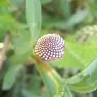 Image of Spilanthes leiocarpa DC.