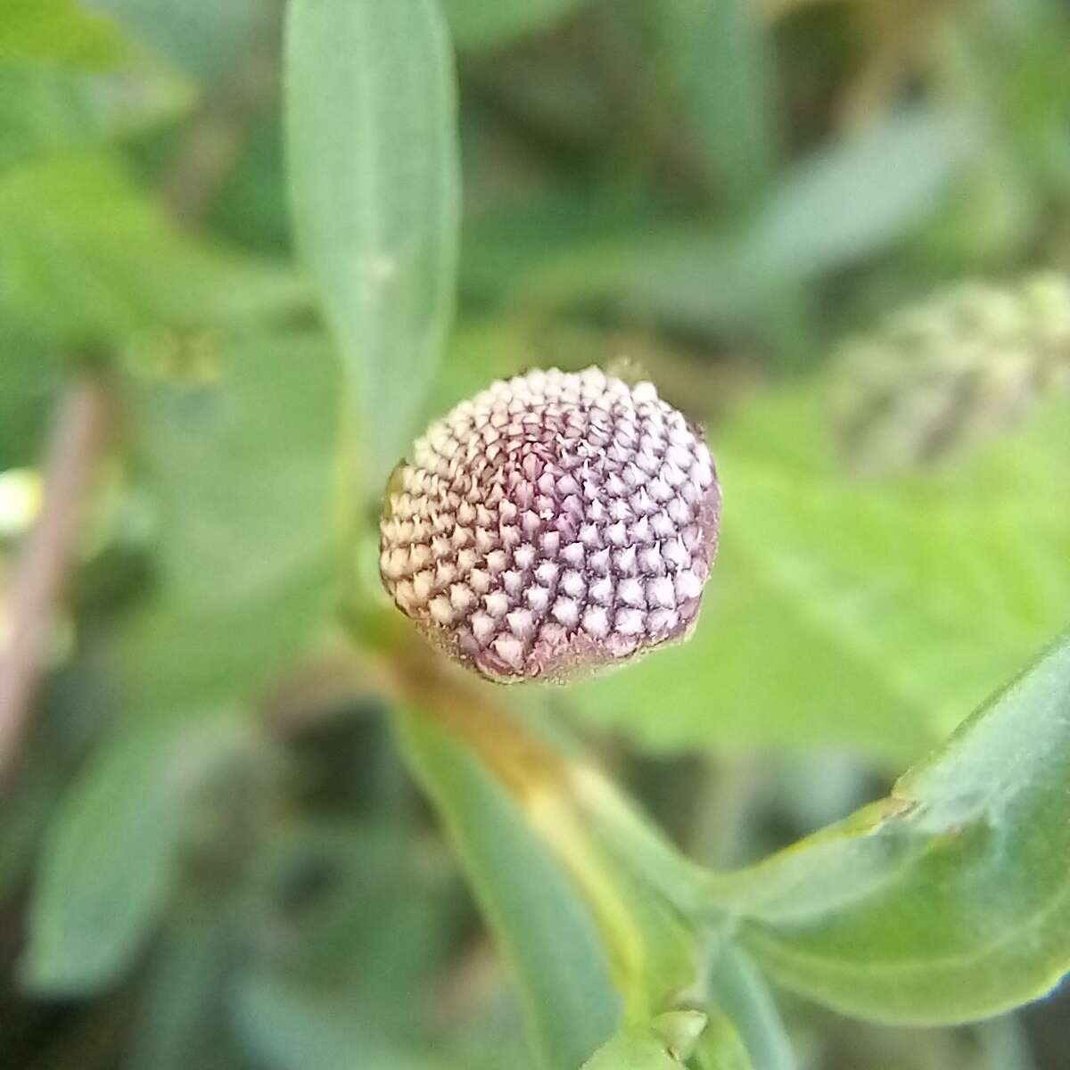 Spilanthes leiocarpa DC.的圖片