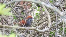 Image of Pernambuco Spinetail