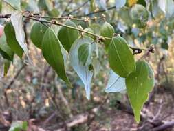 Image of Lindera aggregata (Sims) Kosterm.