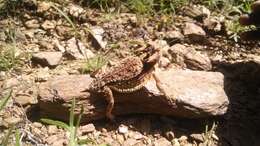 Image of Mexican Horned Lizard