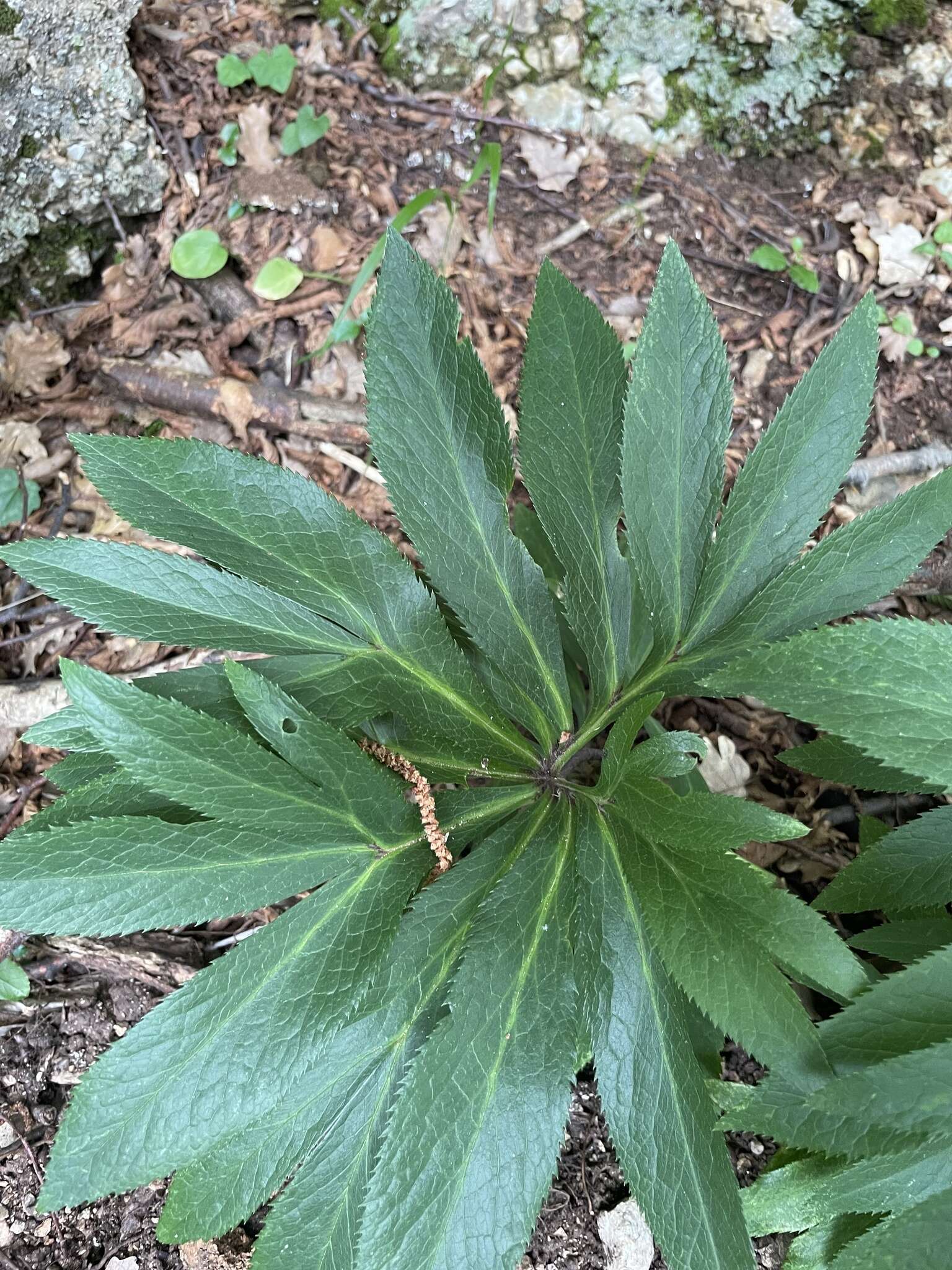 Image of Helleborus bocconei Ten.