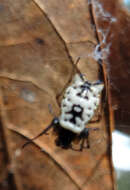 Image of White Micrathena