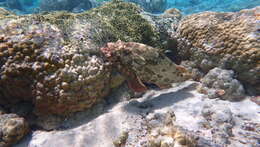 Image of Camouflage Grouper