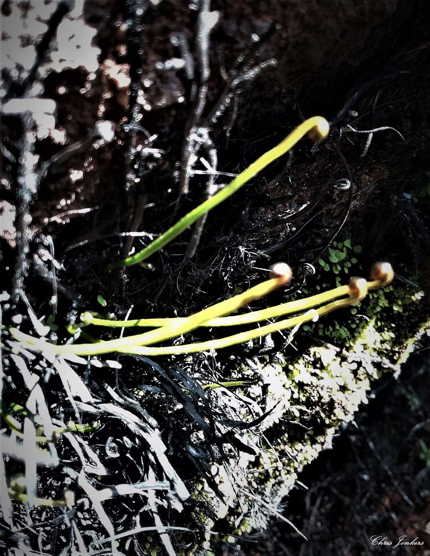 Imagem de Schizaea rupestris R. Br.