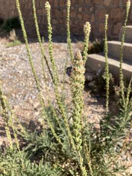 Image of Reseda villosa Coss.