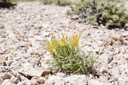 Image of desertgrass