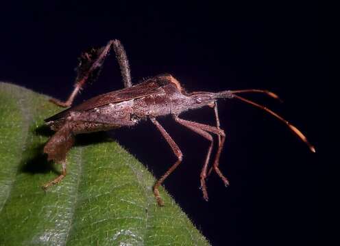 Image of Leptoglossus neovexillatus Allen 1969