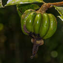 Image of Rothmannia whitfieldii (Lindl.) Dandy