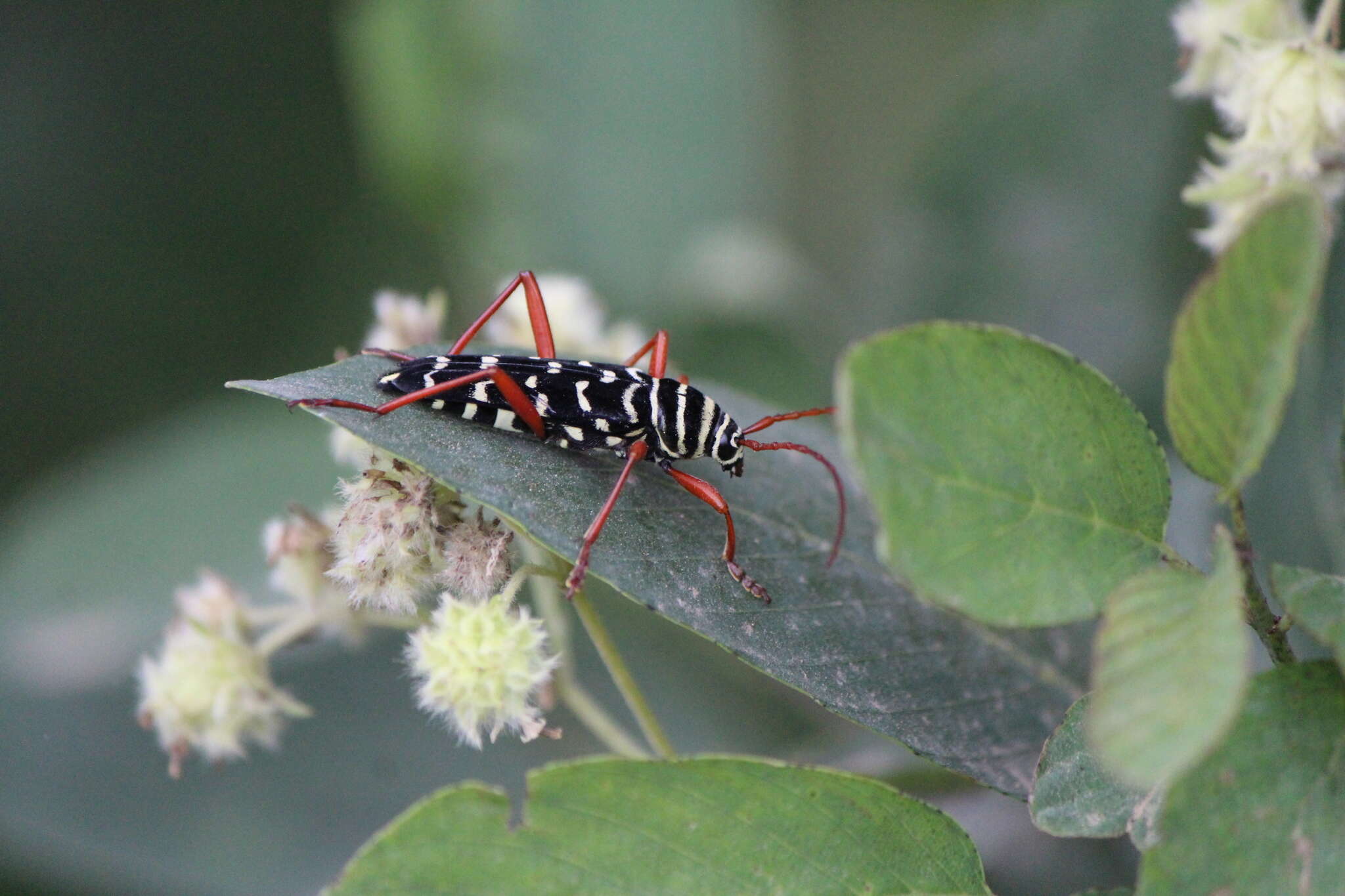 Imagem de Placosternus difficilis (Chevrolat 1862)