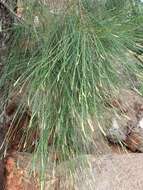 Image of Casuarina collina Poiss. ex Panch. & Sebert