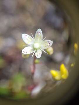 Image of Matted Saxifrage