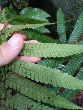 Слика од Steiropteris deltoidea (Sw.) Pic. Serm.