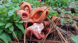 Image of column stinkhorn