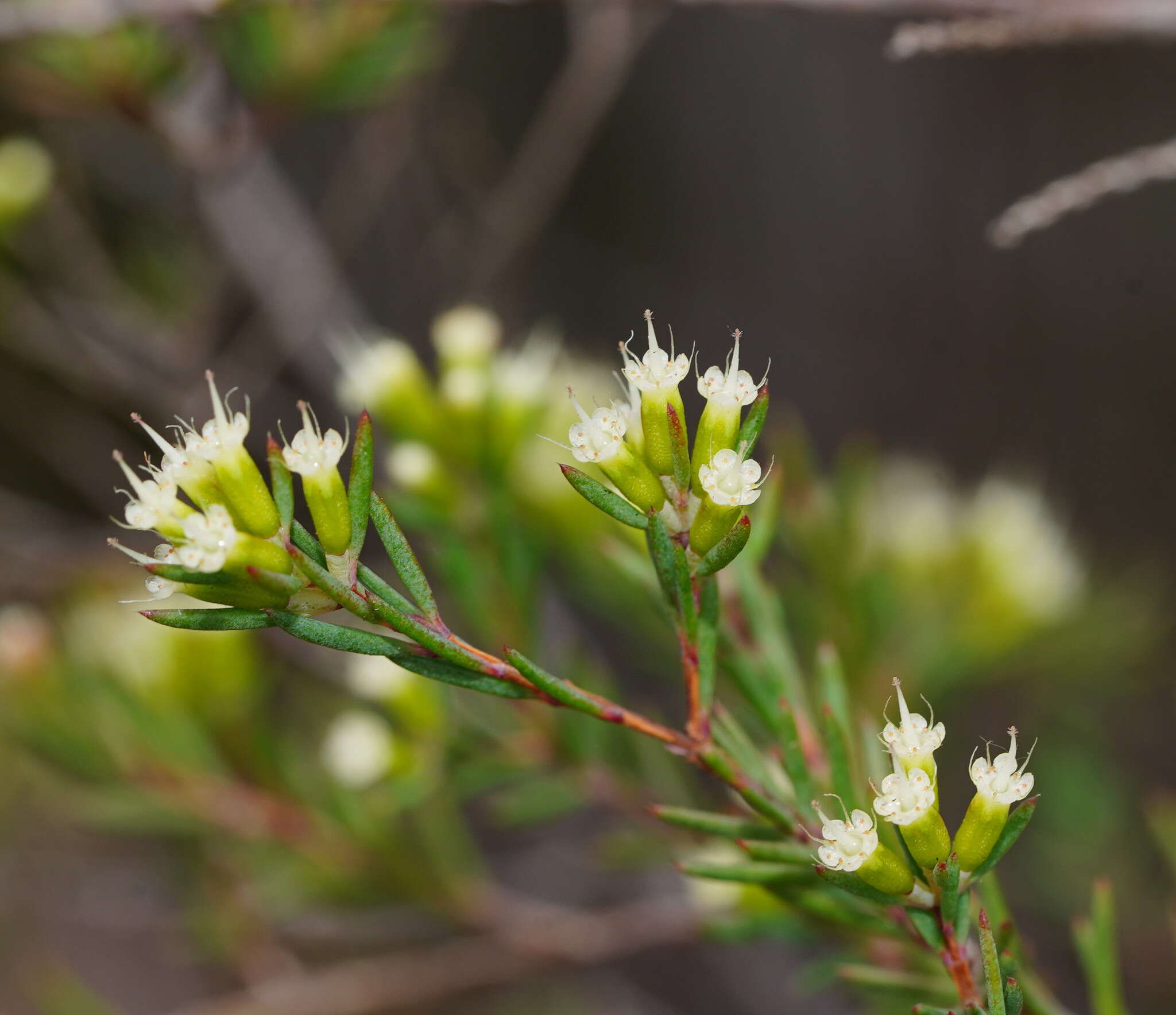 Homoranthus virgatus A. Cunn. ex Schau.的圖片