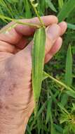 Image of Broad-Leaf Liverseed Grass