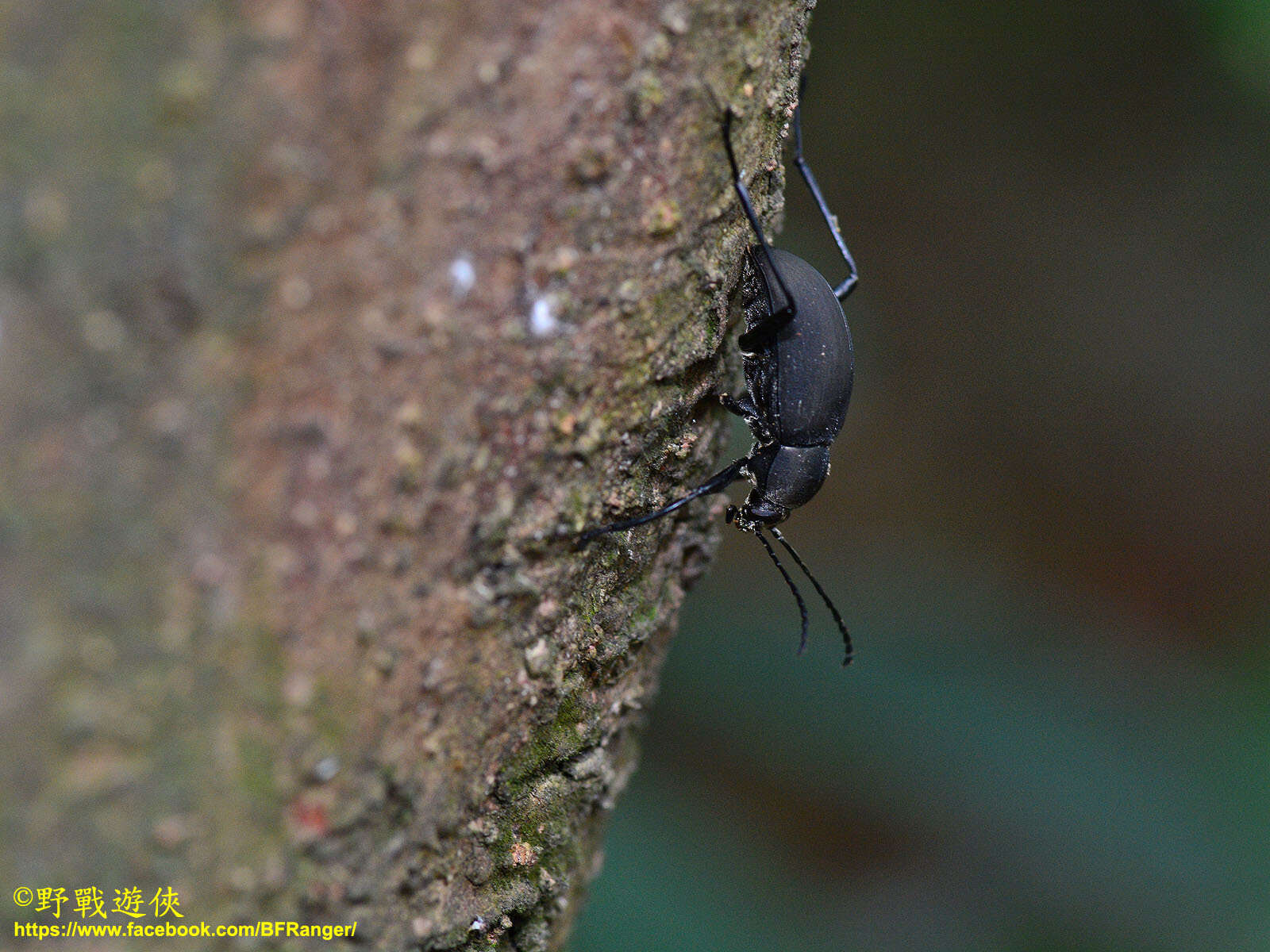 Image de Plesiophthalmus formosanus Miwa 1939