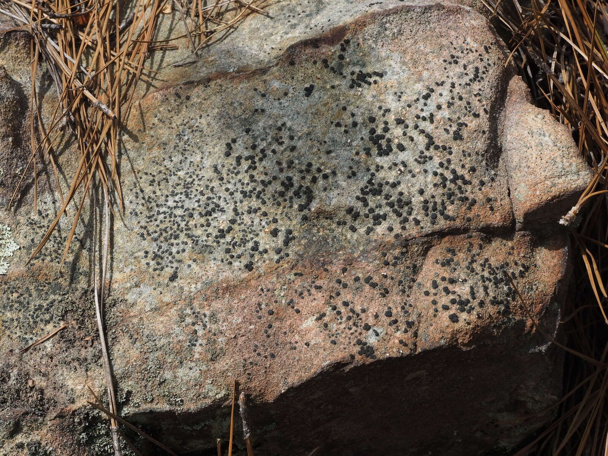 Image of sarcogyne lichen