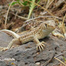 Image of Acanthodactylus ilgazi