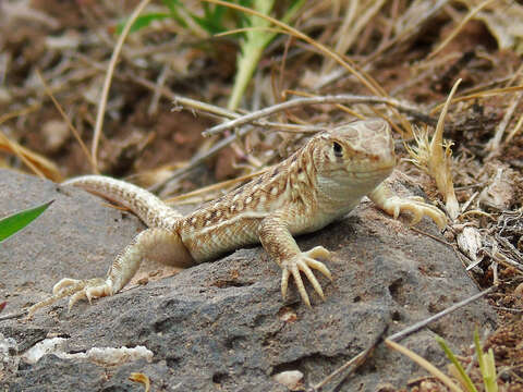 Image de Acanthodactylus ilgazi