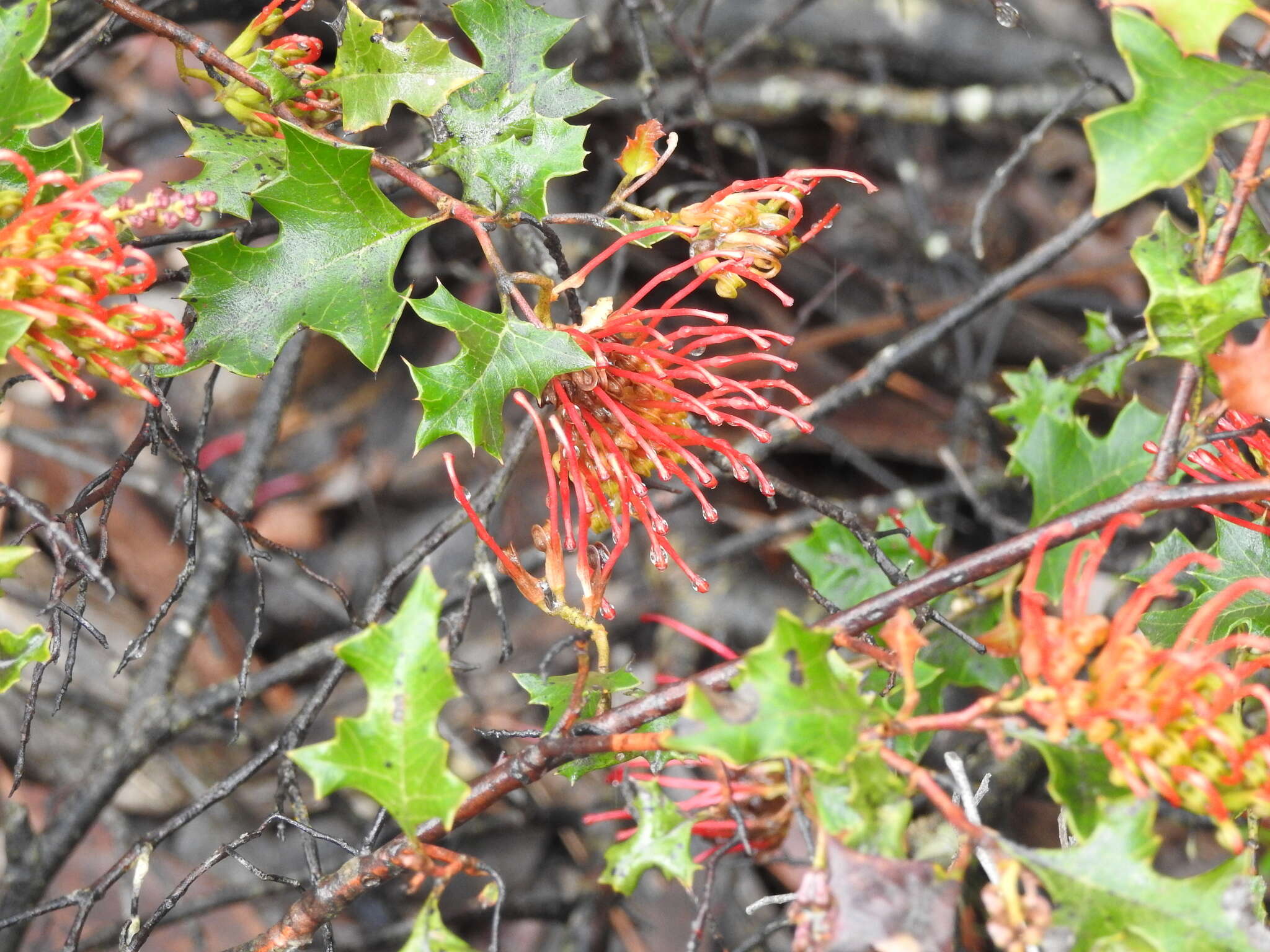 Plancia ëd Grevillea steiglitziana N. A. Wakefield