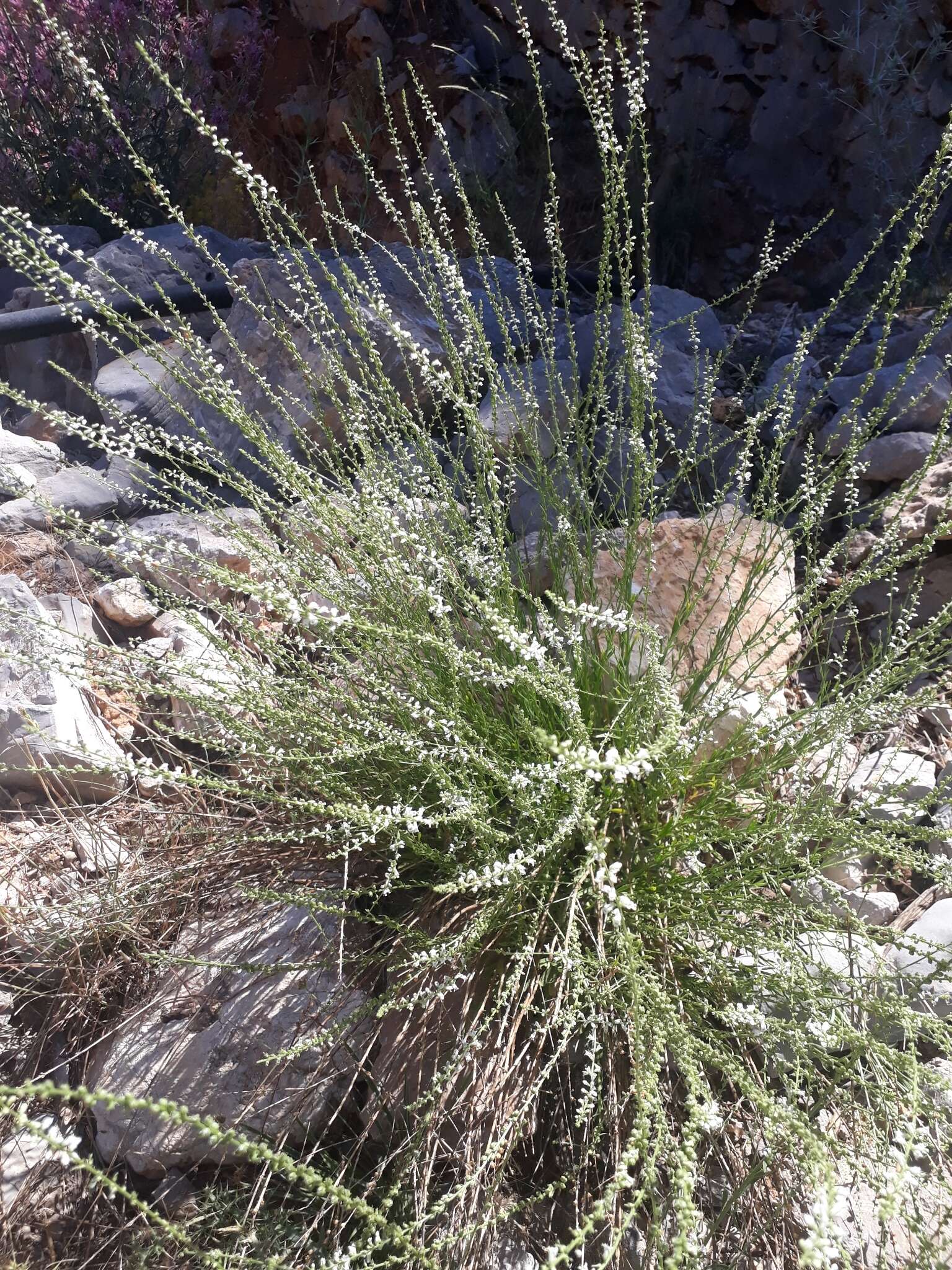 Image de Anarrhinum forskaohlii (J. F. Gmel.) Cuf.