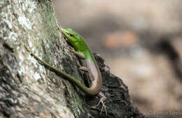 Image of Emerald Skink