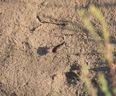 Image of Cicindela (Cicindelidia) tenuisignata Le Conte 1851