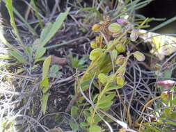 Слика од Polygala rhinostigma Chod.