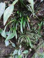 Image of Haplopteris anguste-elongata (Hayata) E. H. Crane