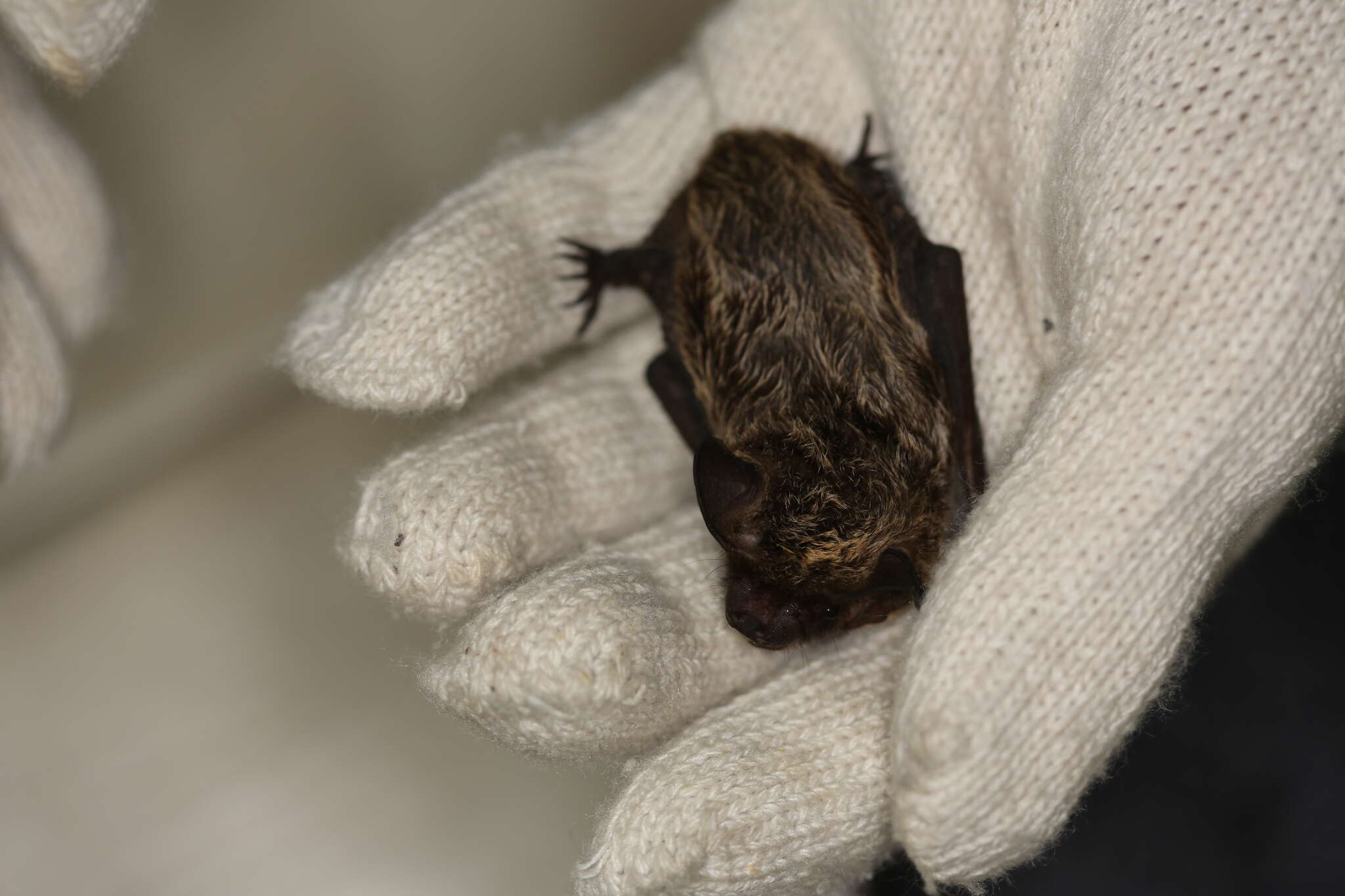 Image of Asian Particolored Bat