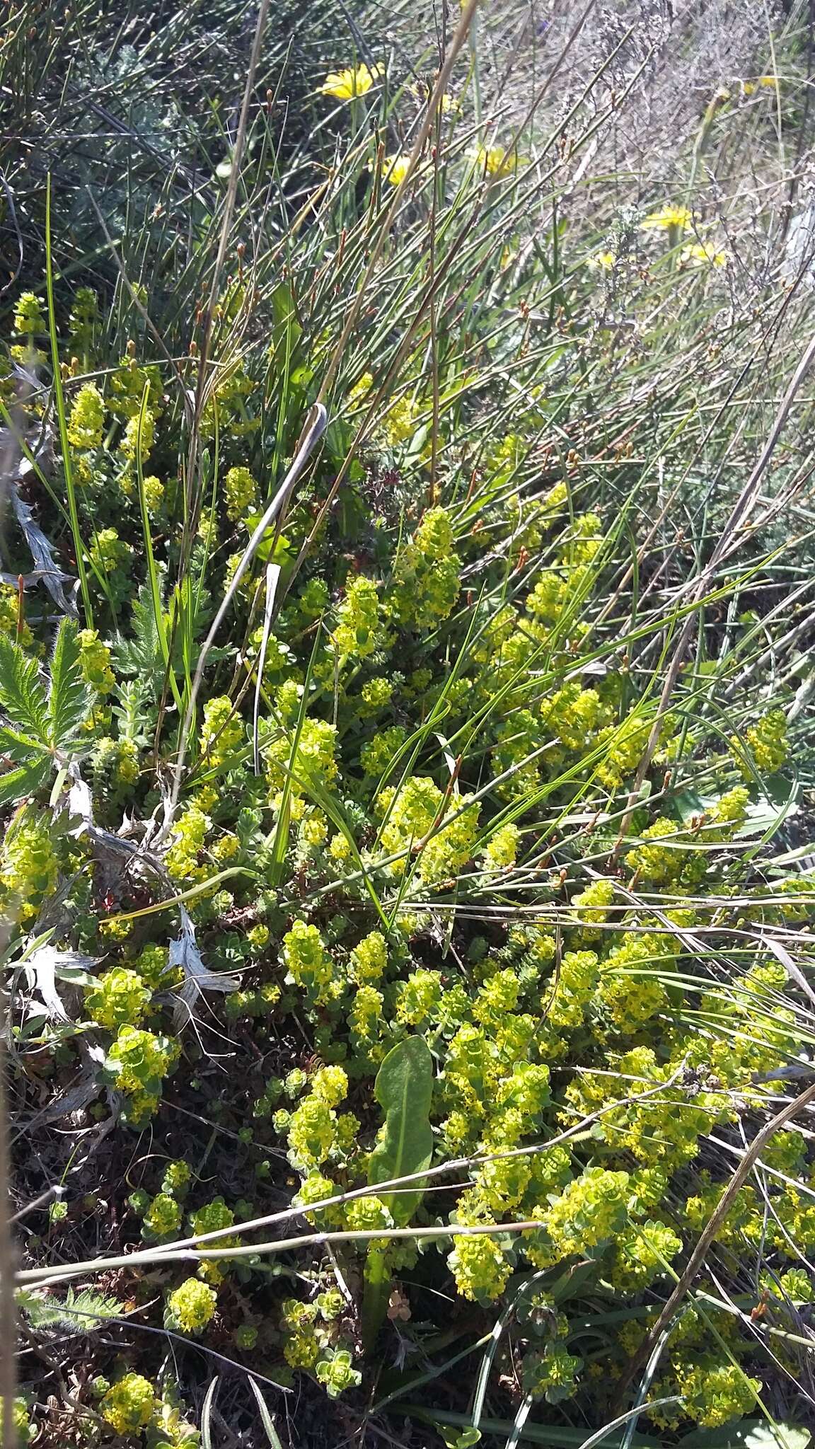 Image of Cruciata taurica (Pall. ex Willd.) Ehrend.