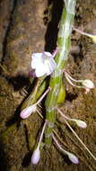 Image of Shoe-lipped Dendrobium