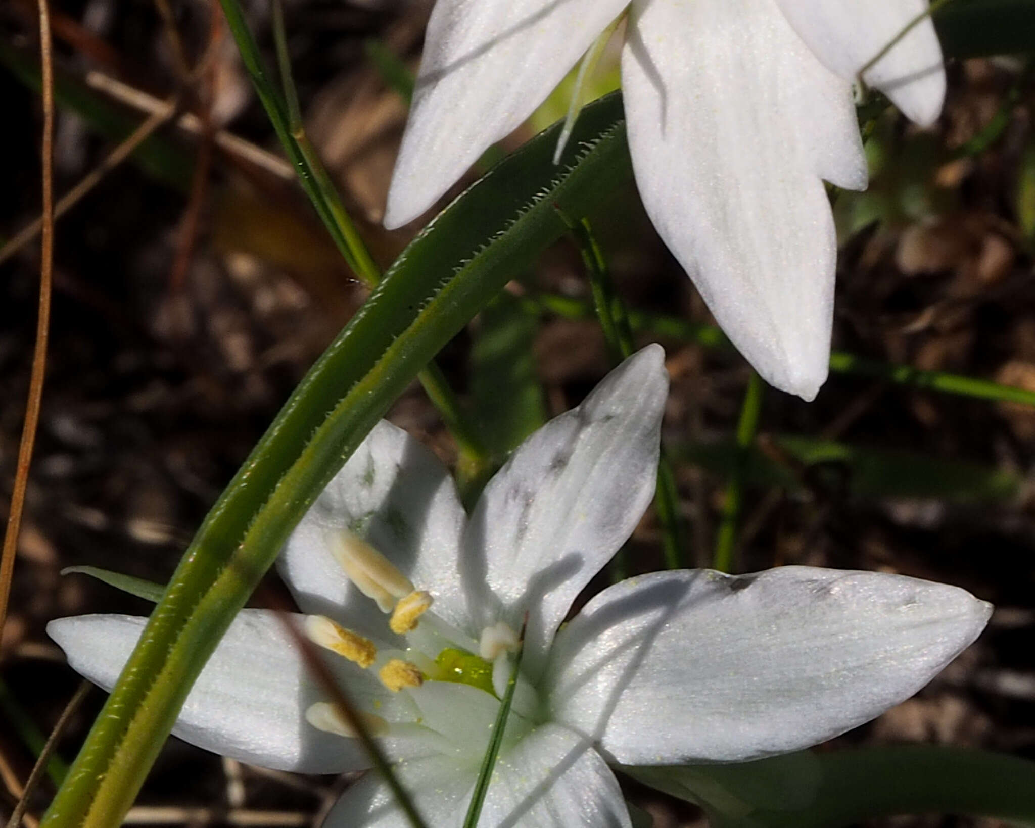 Image de Ornithogalum neurostegium subsp. eigii (Feinbrun) Feinbrun