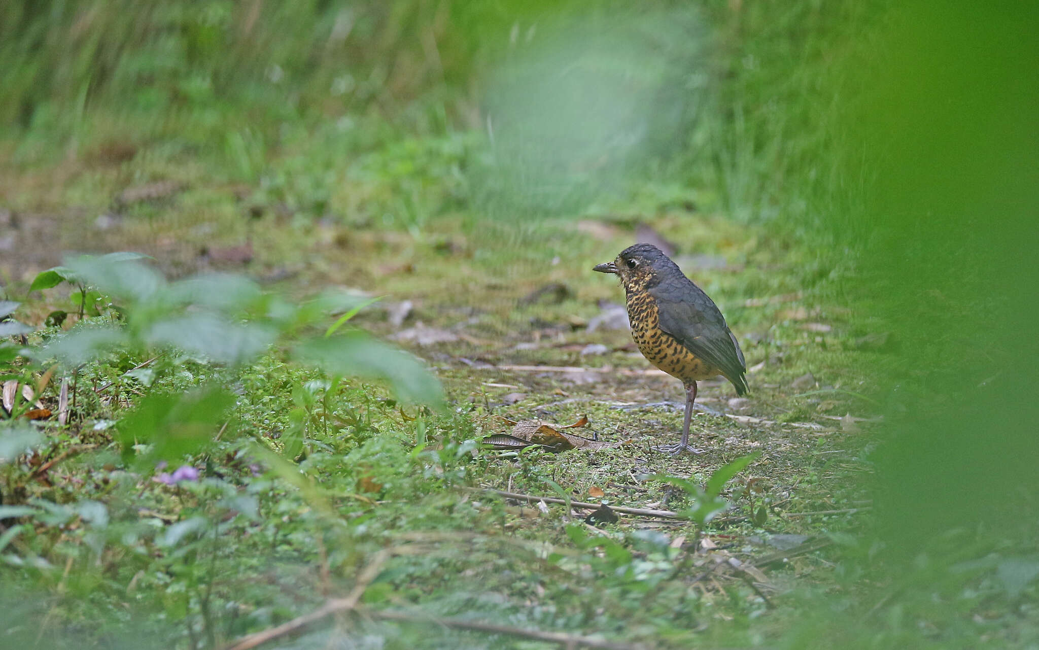 Image of Undulated Antpitta