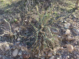 Image of buck-horn cholla