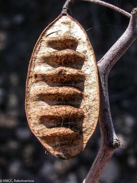 Image of Senna meridionalis (R. Vig.) Du Puy