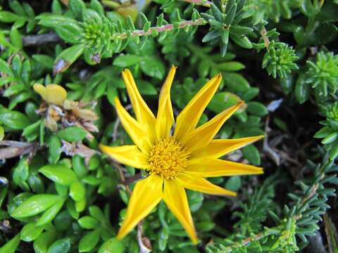 Image of Gazania maritima Levyns