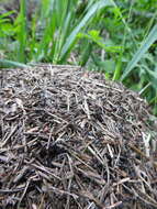 Image of Thatching ant