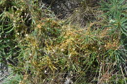 Image of alfalfa dodder