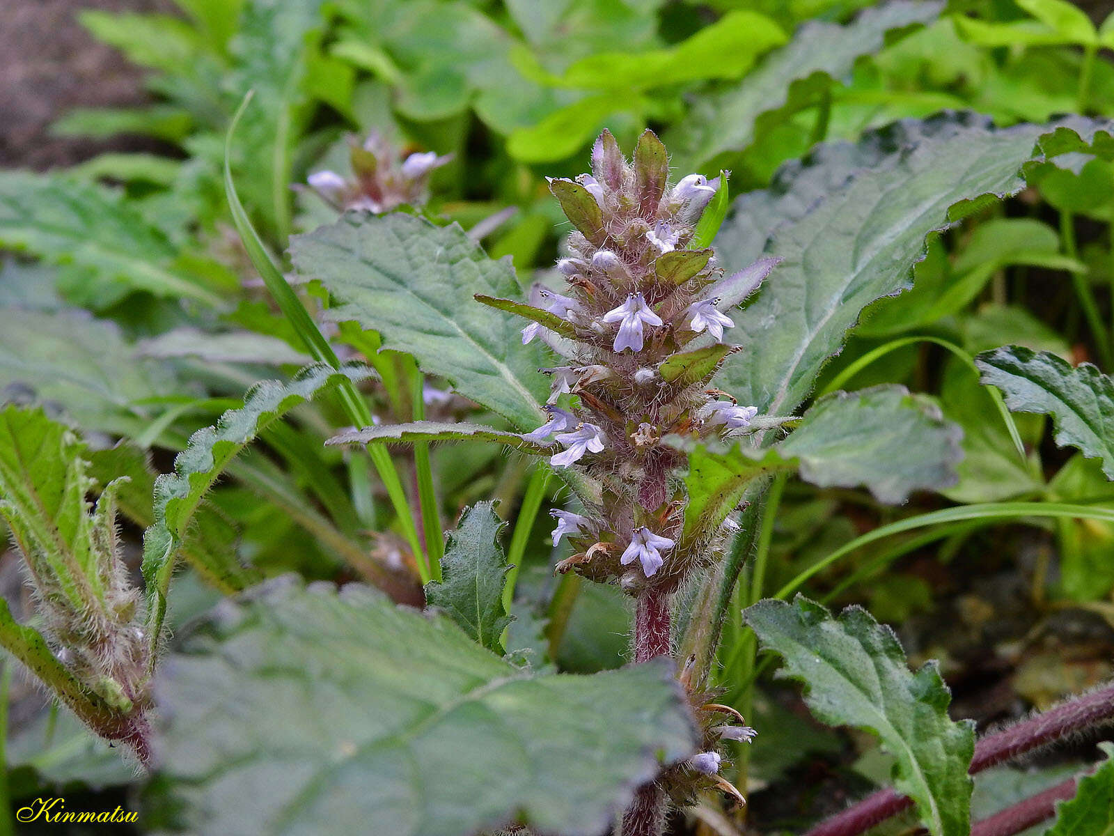 Слика од Ajuga taiwanensis Nakai ex Murata