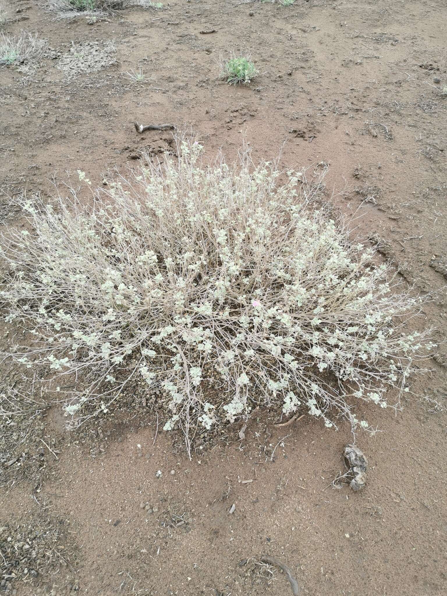 Слика од Sphaeralcea obtusiloba (Hook.) G. Don