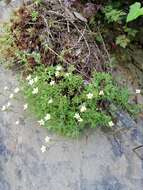 Sivun Saxifraga rosacea subsp. sponhemica (C. C. Gmelin) D. A. Webb kuva