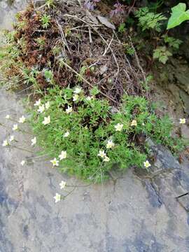 Imagem de Saxifraga rosacea subsp. sponhemica (C. C. Gmelin) D. A. Webb