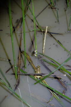 Image of Brown Tree Frog