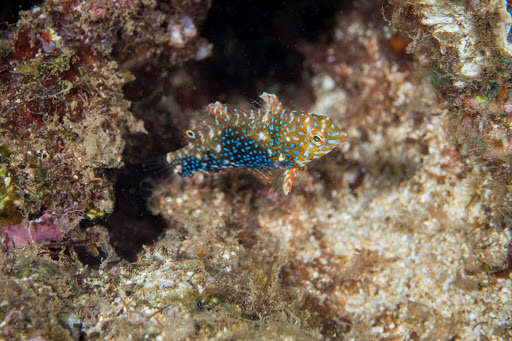 Image of Geoffroy's wrasse